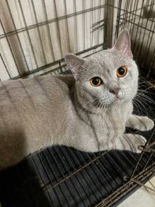 bsh lilac pure for sale