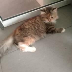 female mix maincoone 