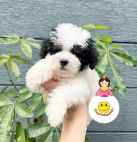 BG3 Maltipoo parti color puppy dogs