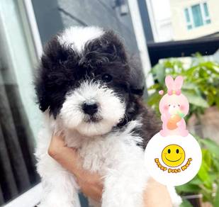 P9255 Maltipo bi color haired puppy dogs