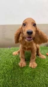 Cocker Spaniel England