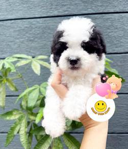 QWU88 Maltipoo bi color haired puppy dog