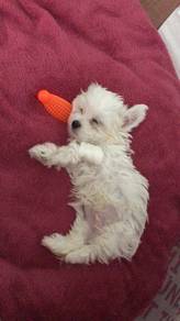 J2302 Angelic Maltese Beautiful White Puppy Baby P