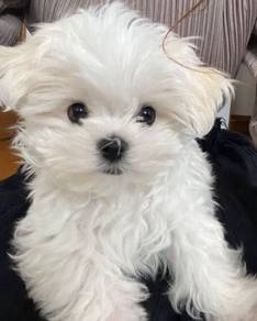 Ear-flopper Maltese Beautiful White Puppy Puppy Do