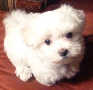 T6014 Frolicsome Maltese Beautiful White Puppy Dog