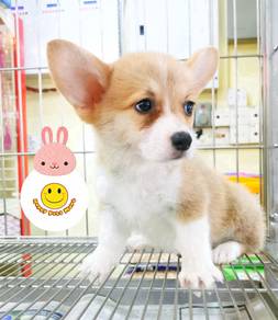 RG-68 Welsh Corgi bi color haired puppy
