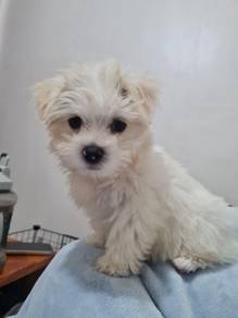 Lickable Maltese Beautiful White Puppy Puppy