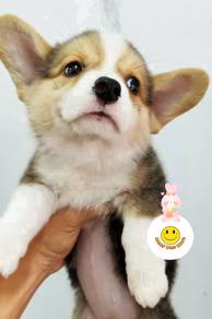 F66-155 Welsh Corgi Tri color haired puppies