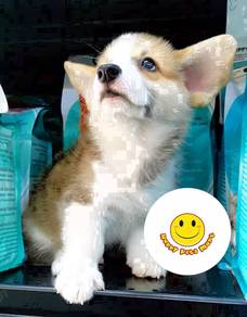 AC16688 Welsh Corgi brown & white haired