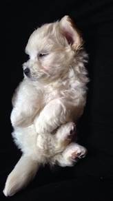Endearing Maltese Beautiful White Puppy Baby Puppy