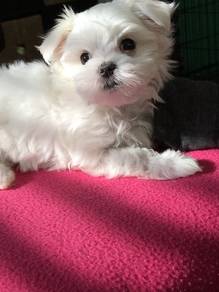 N6364 Sweet-tempered Maltese Beautiful White Puppy
