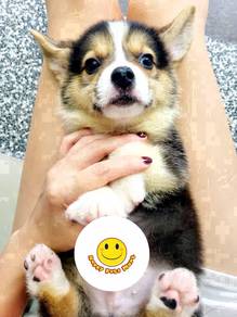 GT_B02 Welsh Corgi Tri color haired pet dog