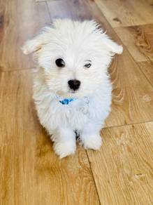 U6884 Frolicsome Maltese Beautiful White Puppy Bab