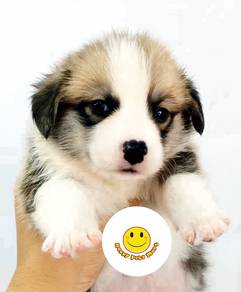RXH599 long haired Welsh Corgi puppies dogs
