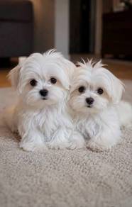 G7362 Tail-wagger Maltese Beautiful White Puppy Do