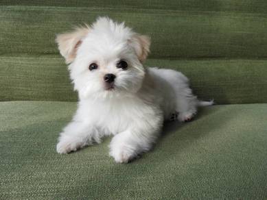 Darling Maltese Beautiful White Puppy Baby Dog
