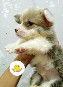 GG_1099 long haired Welsh Corgi short legs