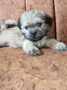 Shih Tzu