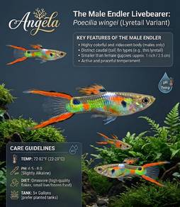 Endler Livebearer:
Poecilia wingei Swordtail Guppy