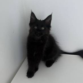 mainecoon kitten