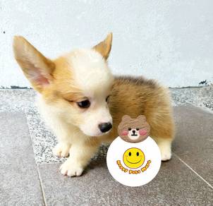 GG199 Welsh Corgi brown & white haired pup