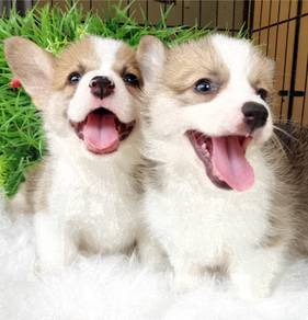 Hall_1DT happy Welsh Corgi puppies dogs