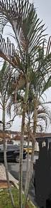 palm tree for sale