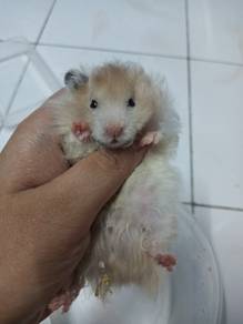 hamster syrian 