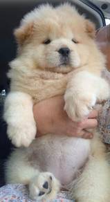 FLUFFY CHOW CHOW PUPPIES C332 🌻 Cream Female