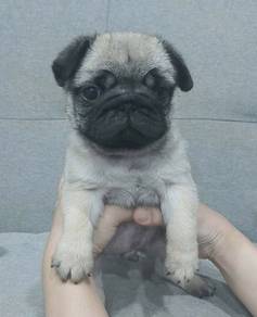 PUG PUPPIES 691 🌻 Male puppy