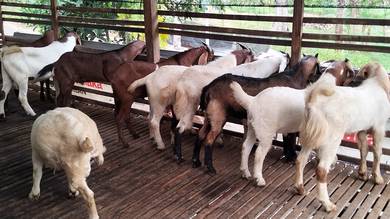 Kambing jantan