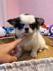 Super short nose Chihuahua male 🐾