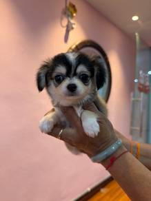 Long Coat Chihuahua male 🩵
