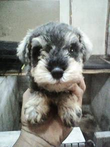 Miniature schnauzer male female