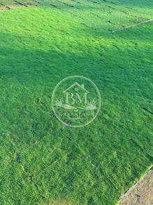 Rumput karpet japanesse grass