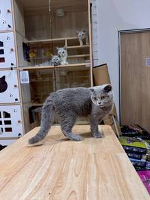 blue Scottish short hair cat kitten send Singapore