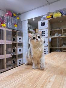 blue golden British long hair kitten cat Singapore