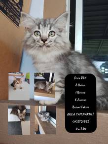 Cat For Sell ‼️