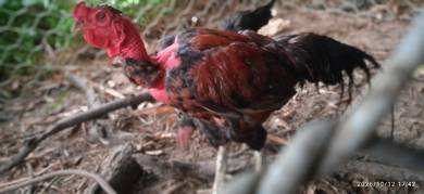 ayam ganoi