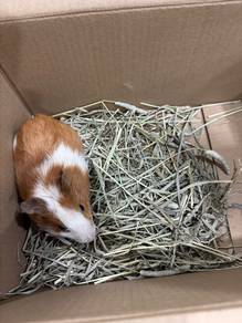 guinea pig and cage