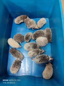 hedgehog