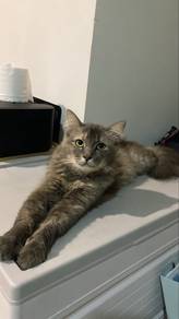 Long hair cat🐱