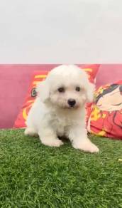 Bichon frise puppies
