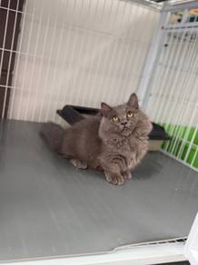 Munchkin longhair kitten