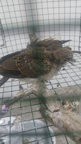 Anak burung merbuk 