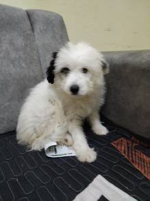 pomeranian mix shitzu black and white 