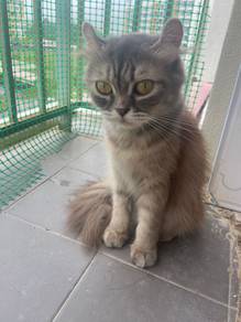 American Curl Persian Mix & BSH Cats