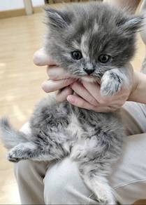 female kitten cat 