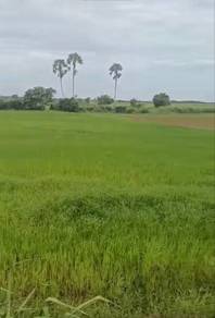 Agricultural-Land-for-sale-Pendang-Kedah