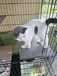 British Shorthair Male Rehome